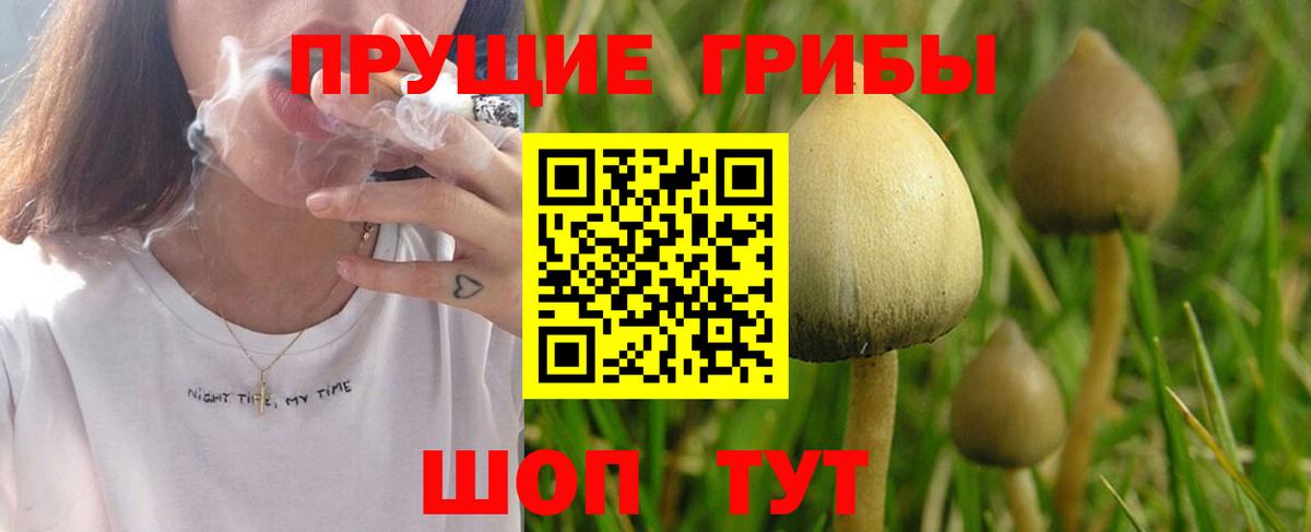 Псилоцибиновые грибы мицелий Новокубанск